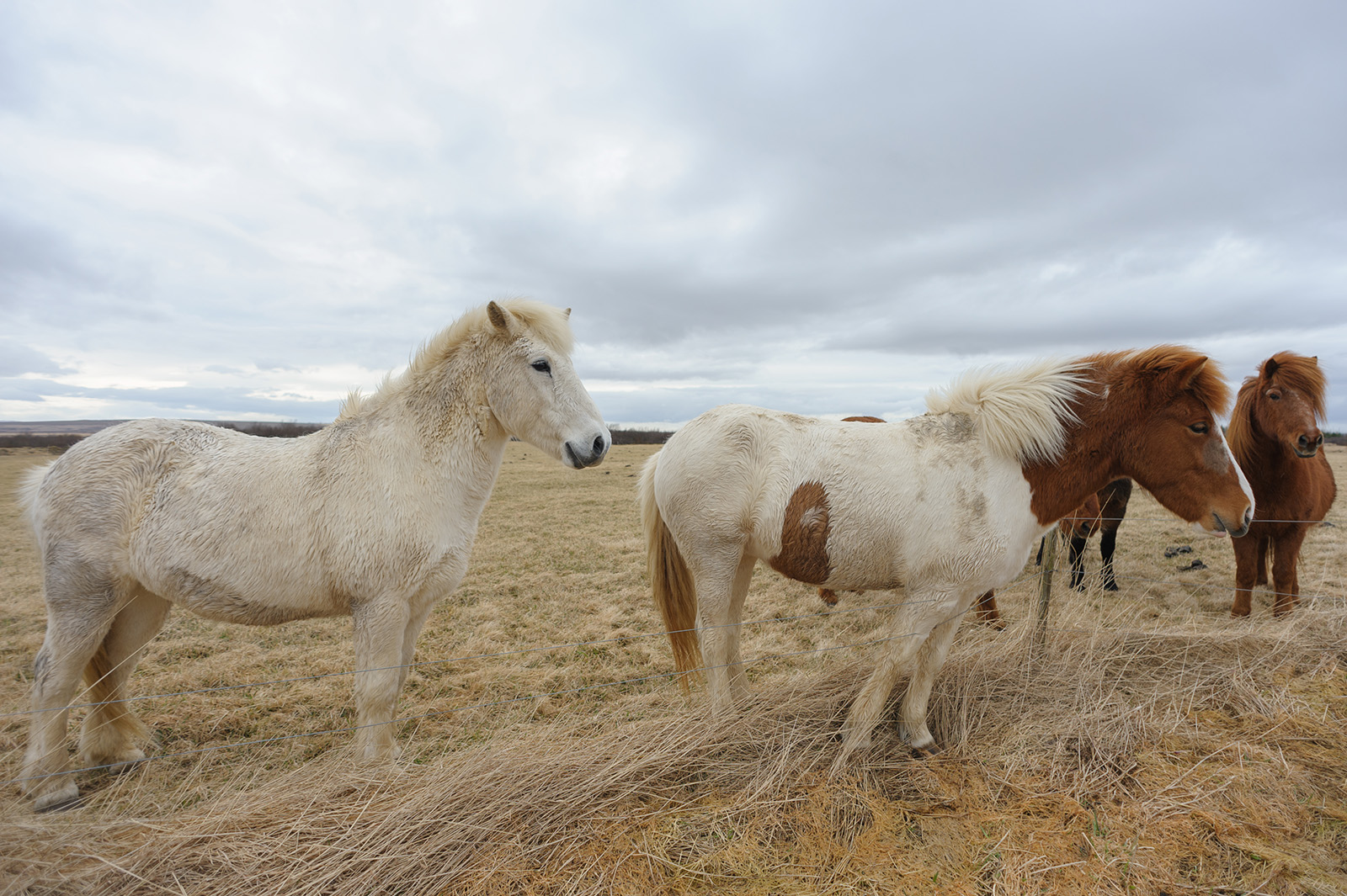 Íslenski hesturinn - Исландская лошадь, покинувшая пределы страны, назад уже попасть не сможет.